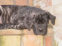 cucciolata cane corso rustico